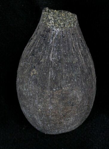 Cretaceous Palm Fruit Fossil - Hell Creek Formation #22755